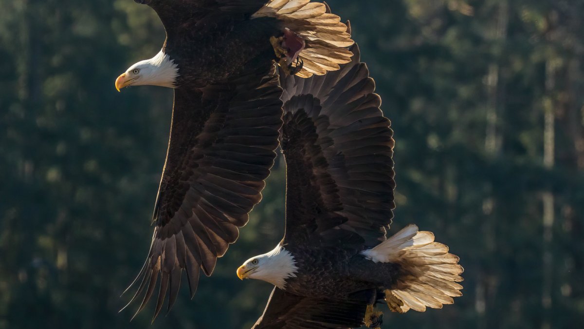 Крылья орла