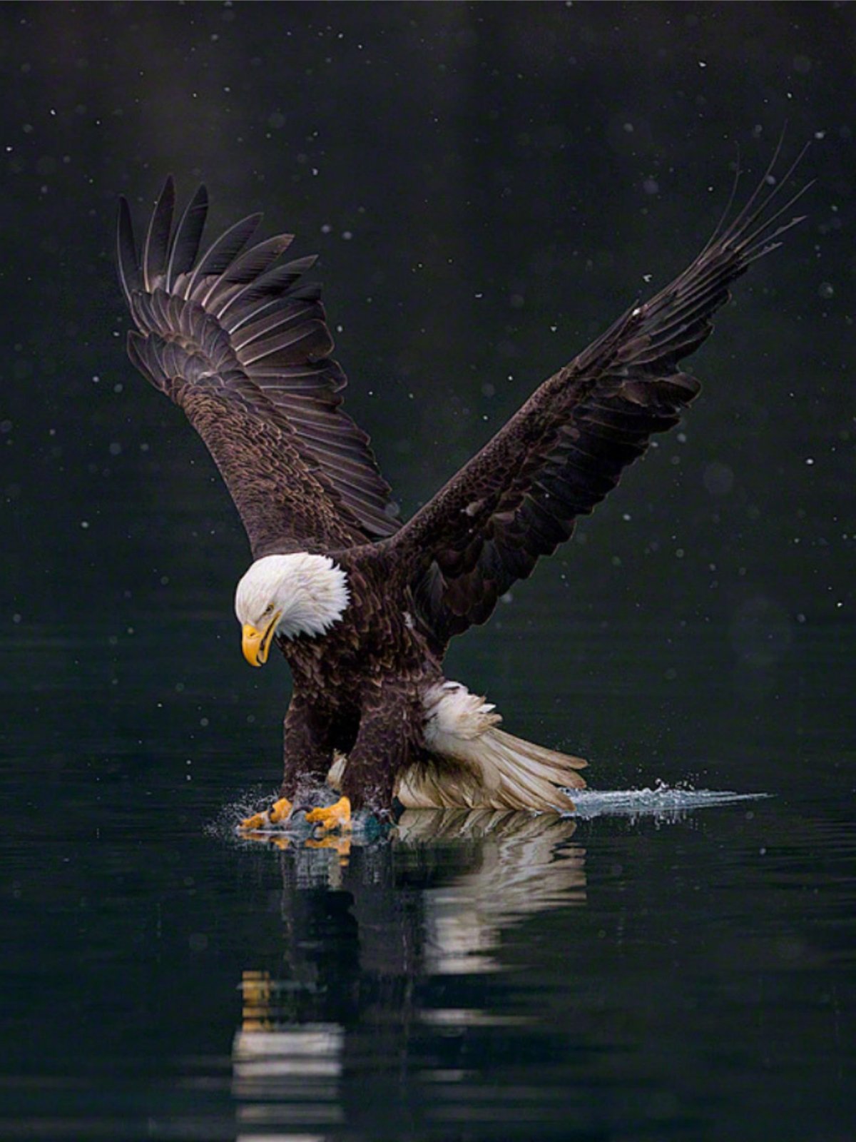 Ястреб Орлан белоголовое