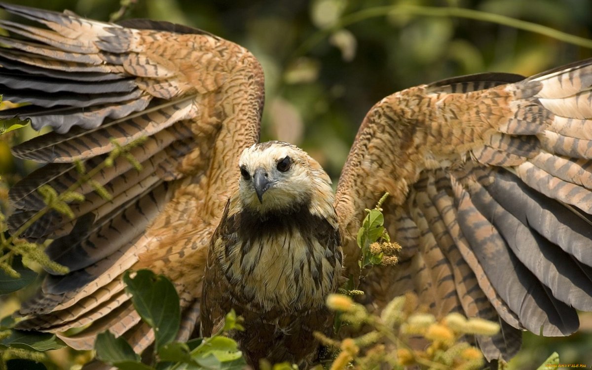 Животные и птицы