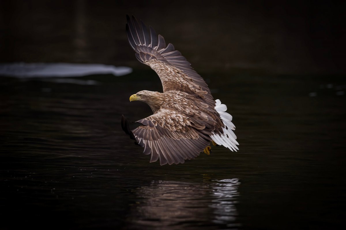 Парящий Орел