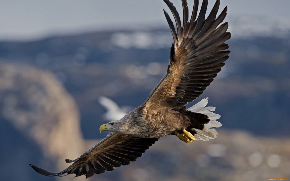 Степной Беркут