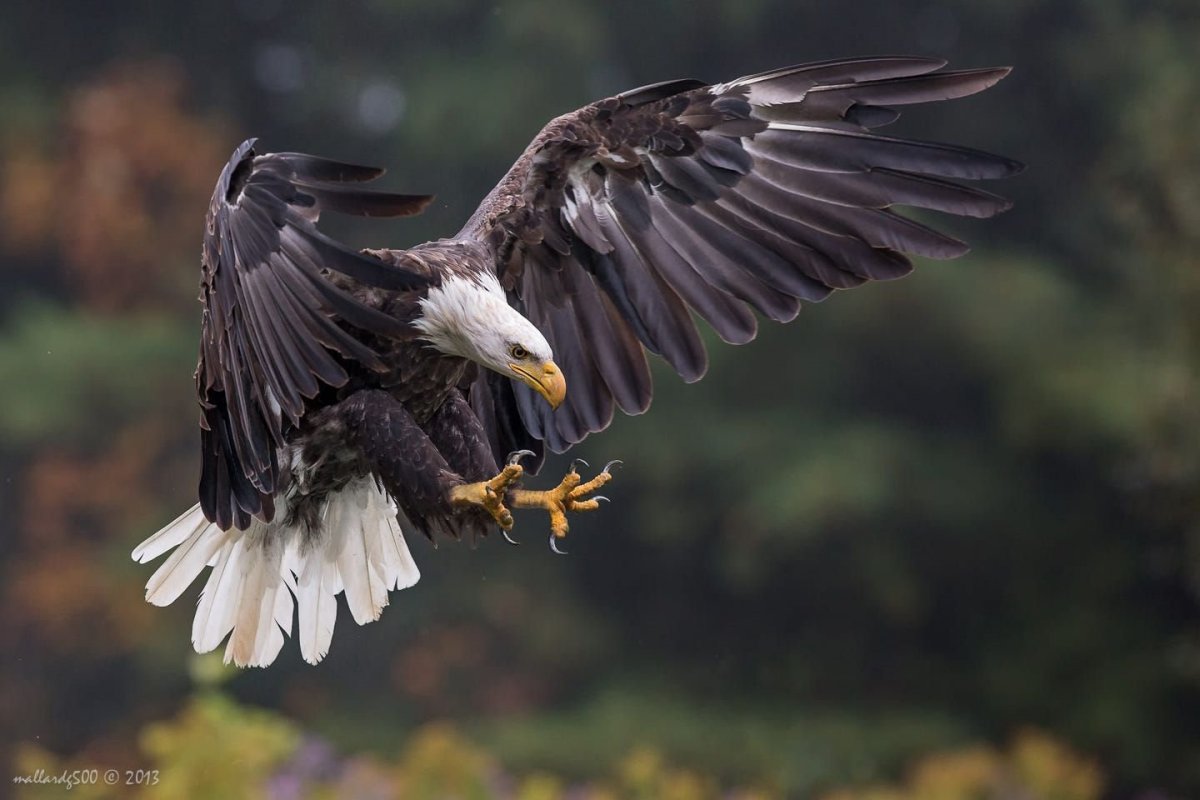 Белоголовый Орлан и Гарпия