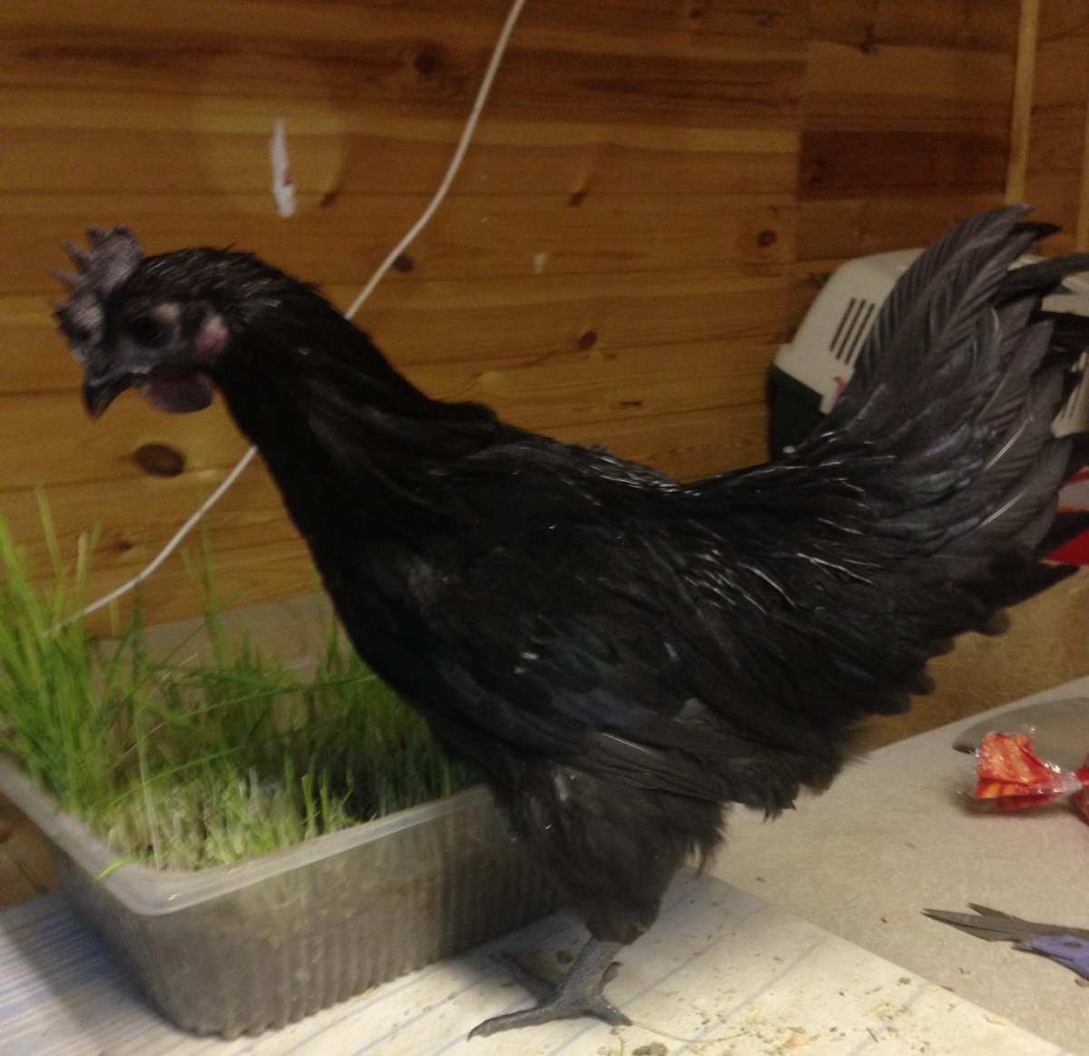 Петушки Ухейилюй