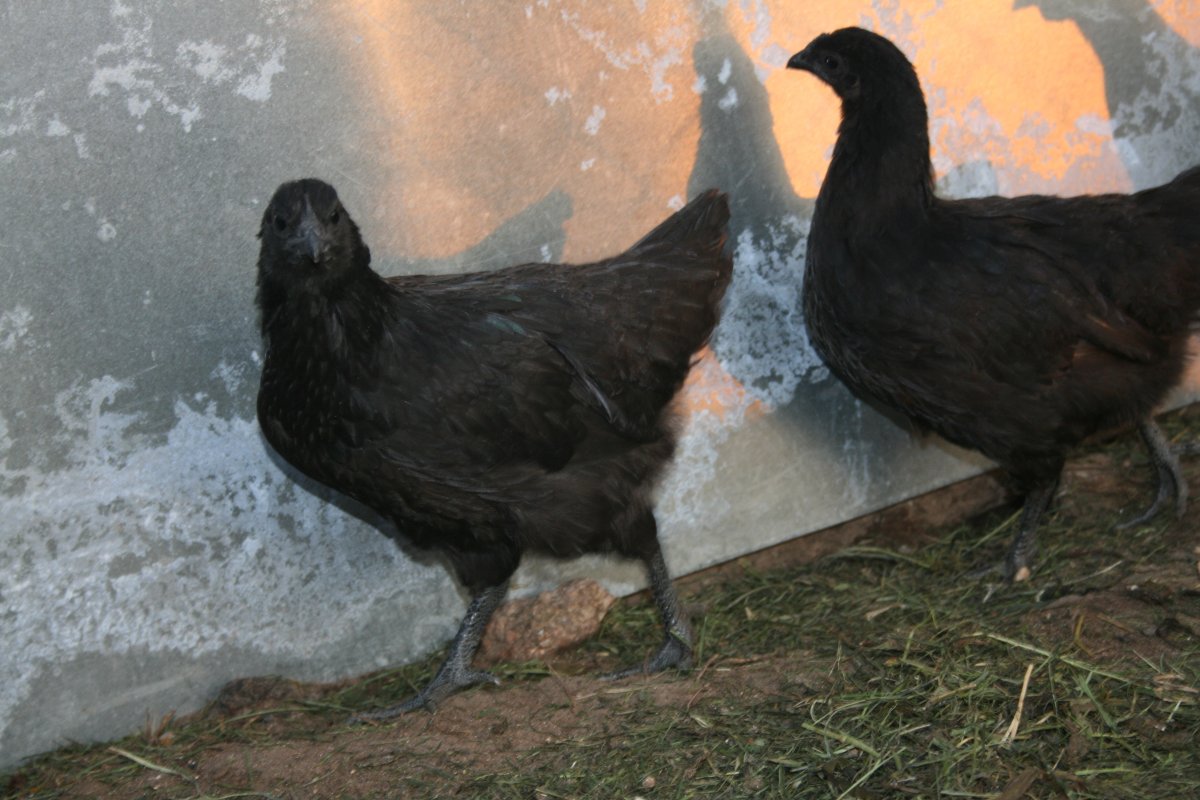 Ухейулей порода кур