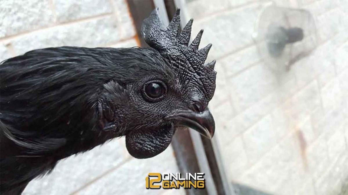 Чёрная курица Ухейилюй