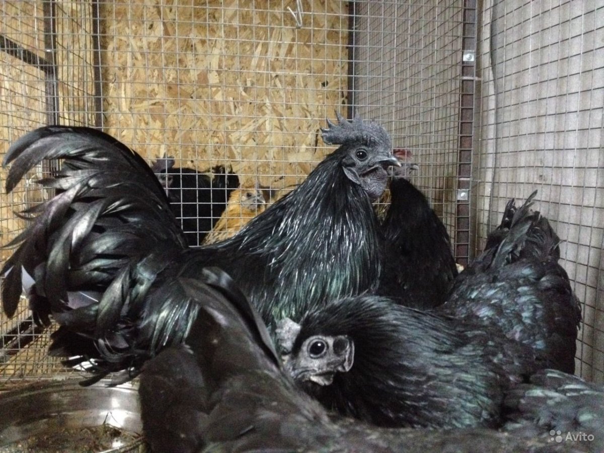 Ухейилюй куры яйца