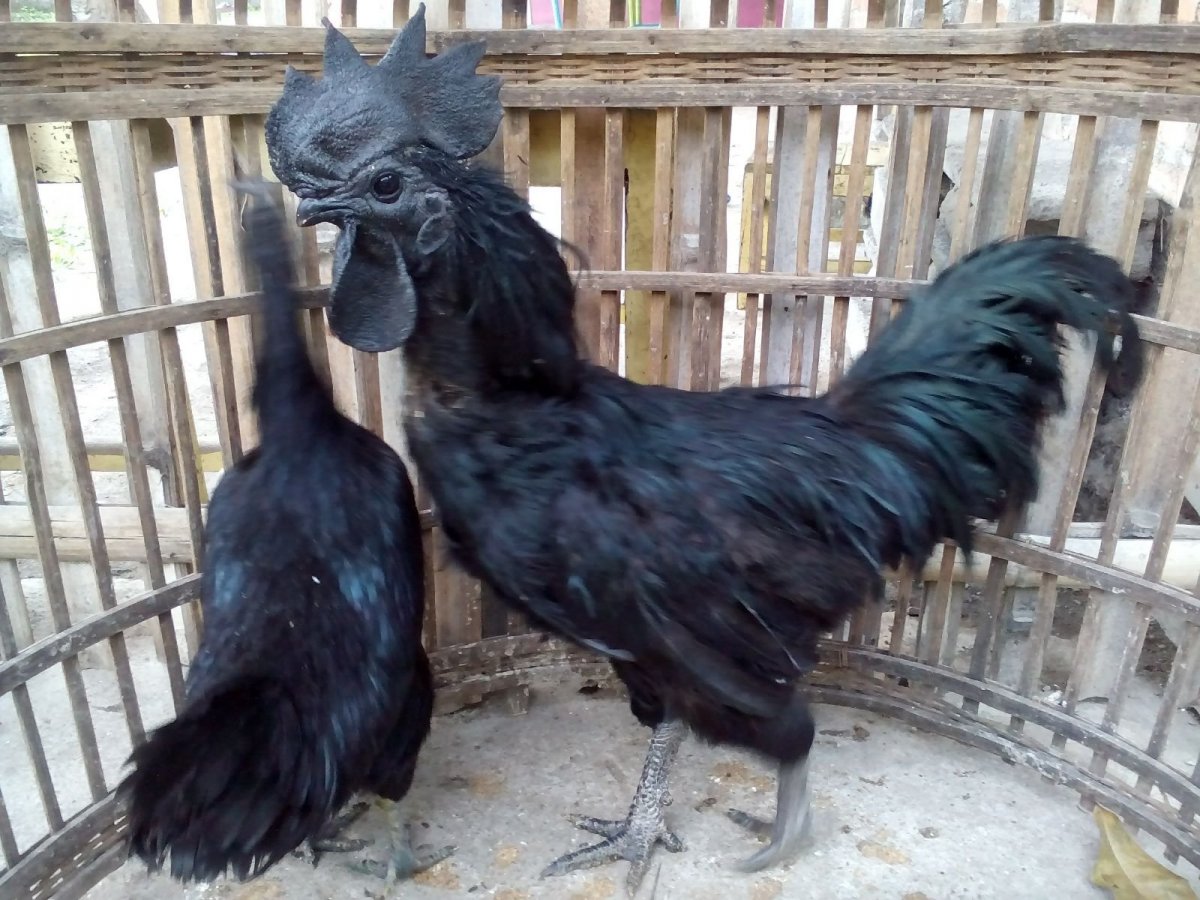 Ухейилюй порода