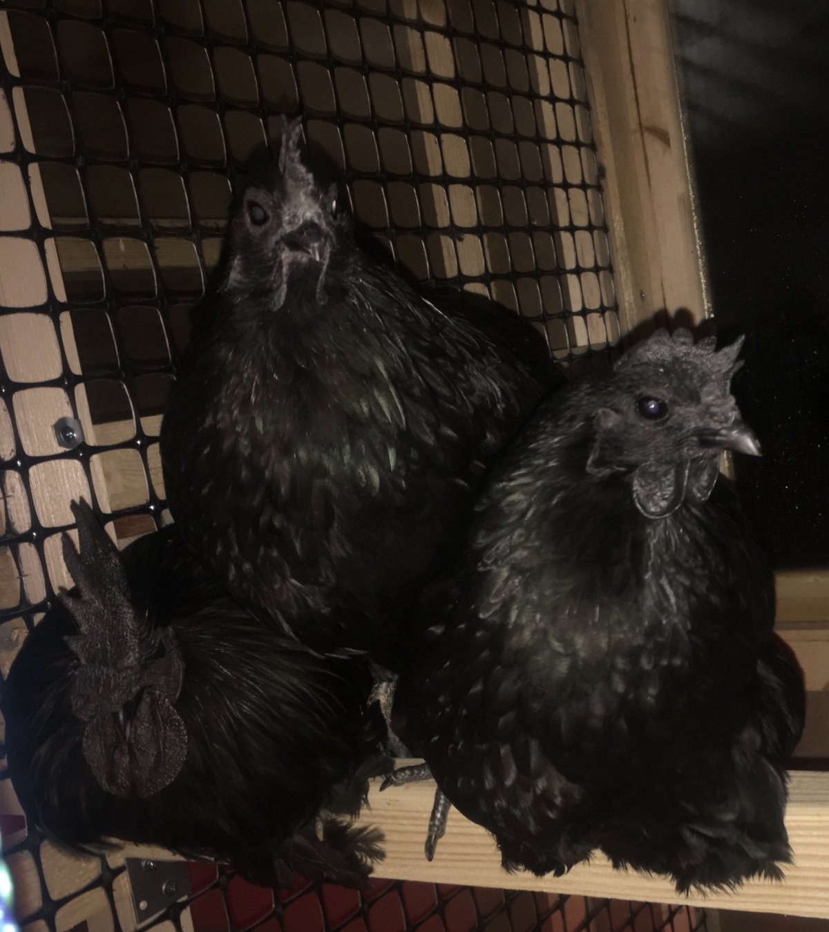 Аям Цемани черные