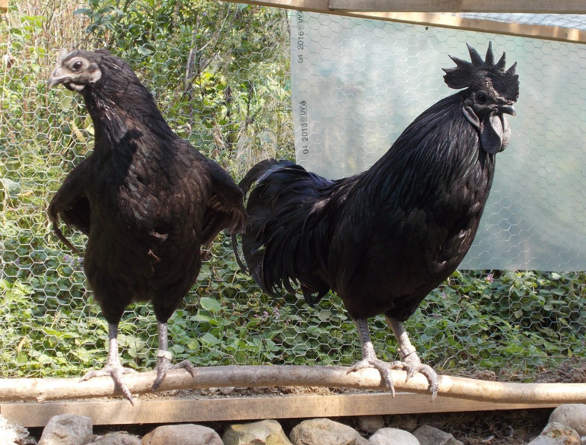 Чёрный петух индонезийской