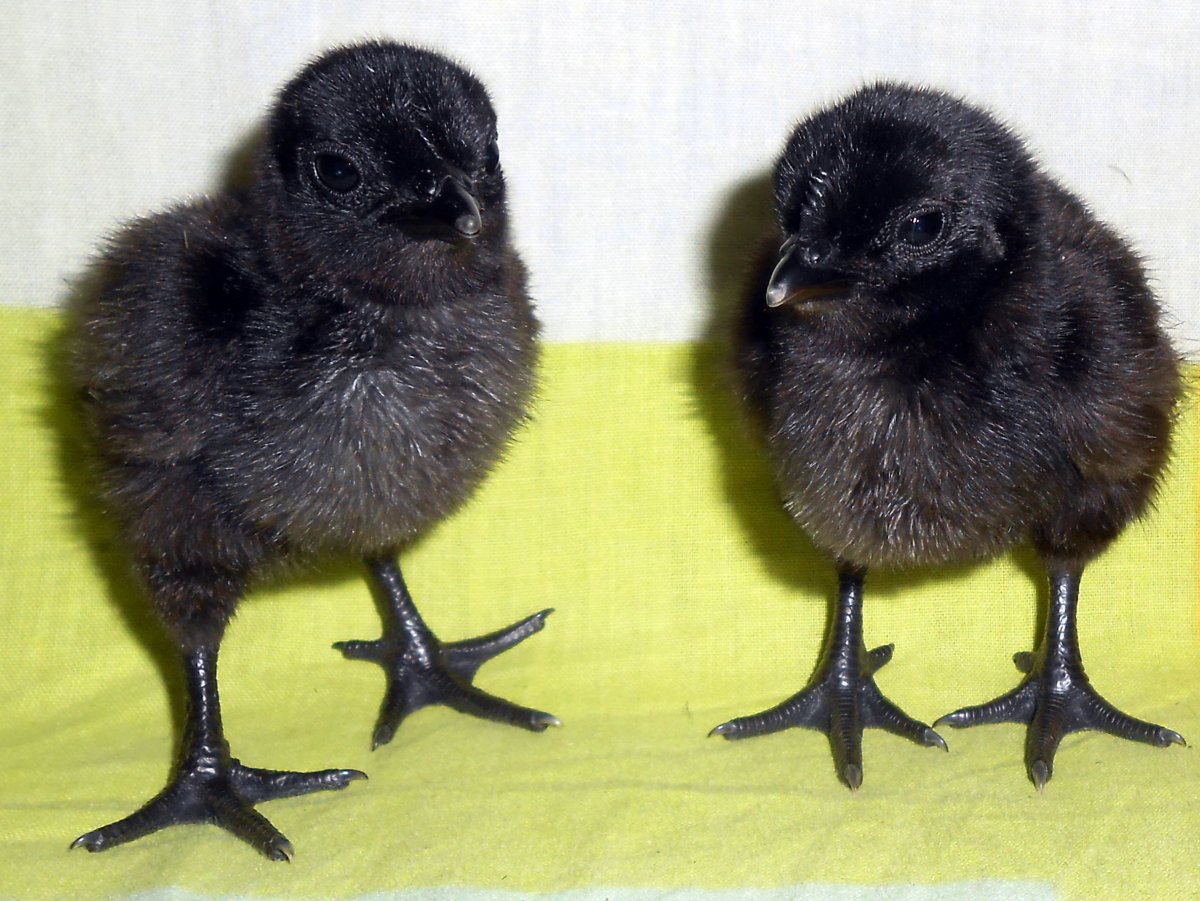 Цыплята породы Ухейилюй