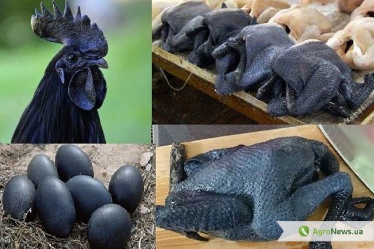 Аям Цемани яйца