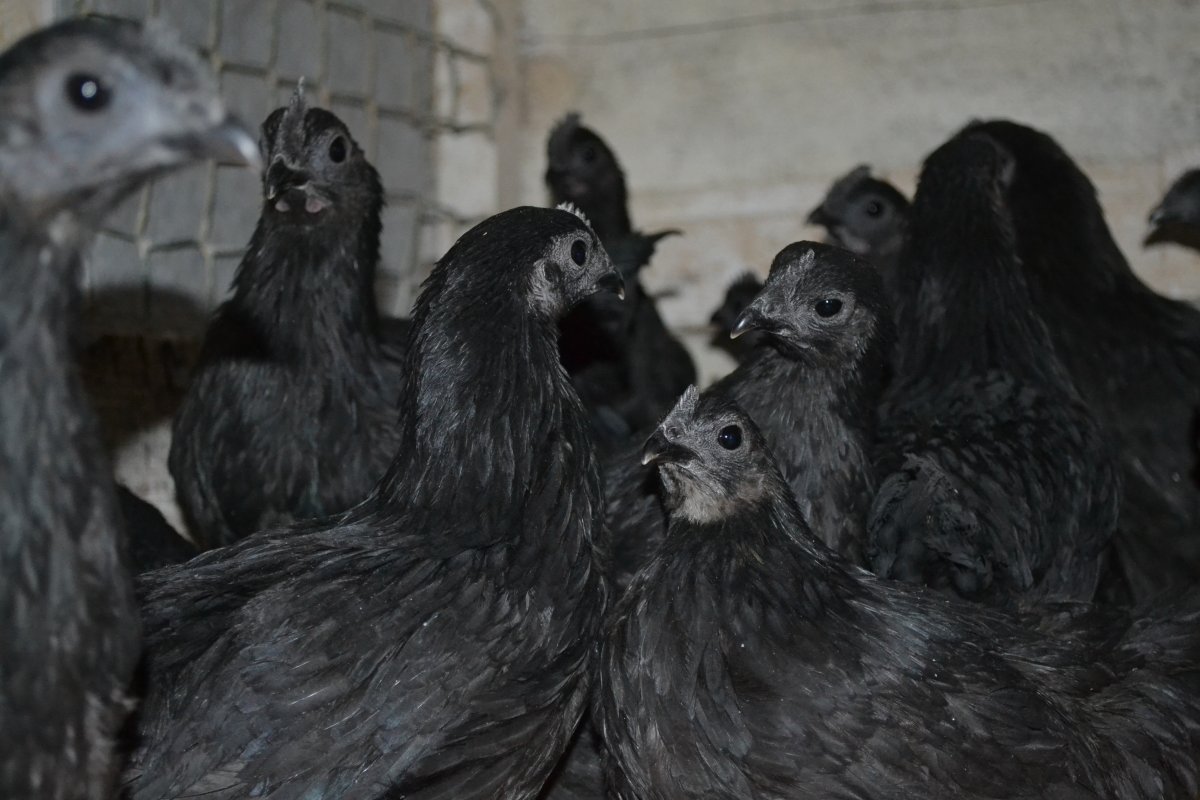 Ухейилюй порода