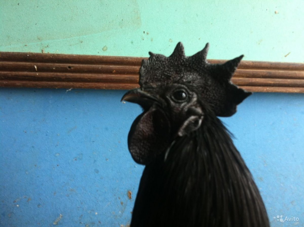 Аям Цемани птенцы