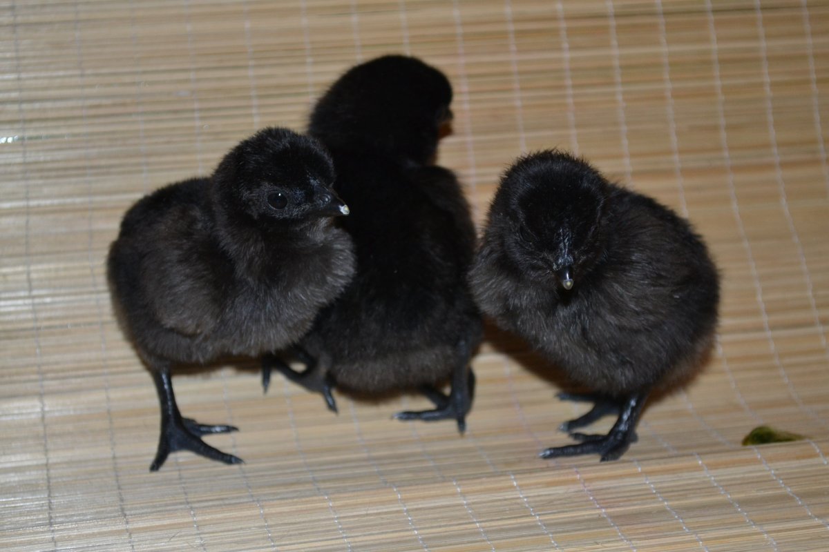 Цыплята Льюянг