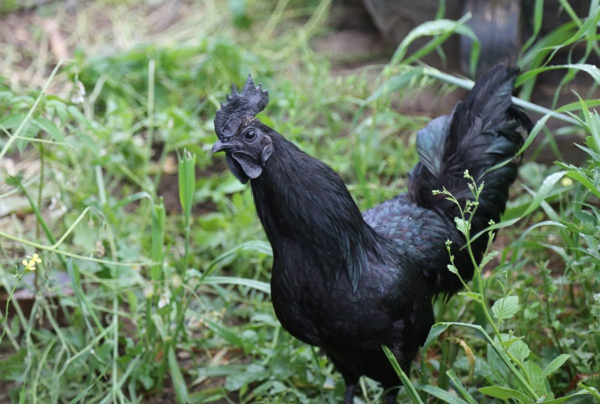 Чёрная порода кур Аям Цемани