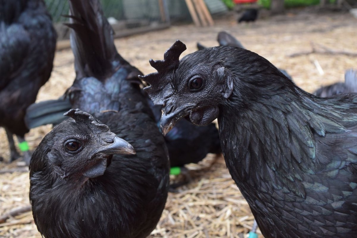 Чёрная порода кур Аям Цемани