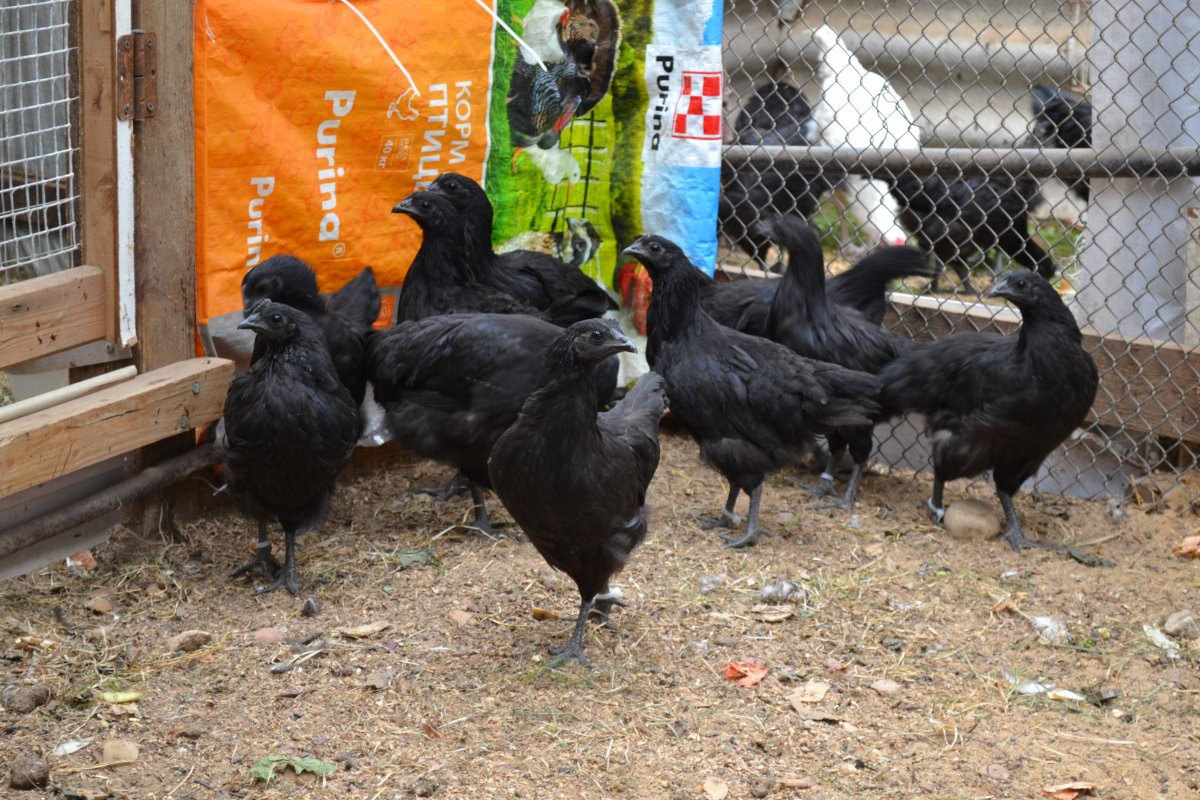 Ухейилюй куры с цыплятами