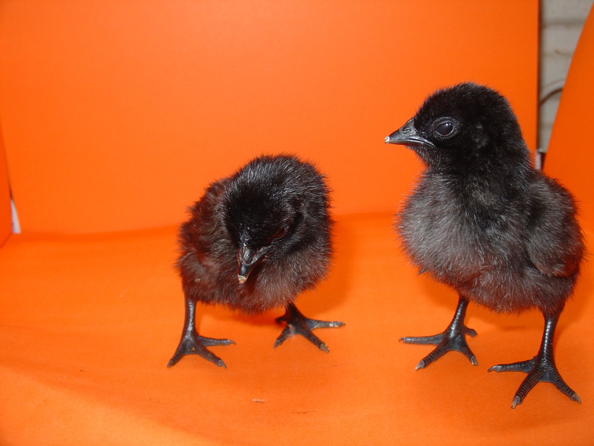 Цыплята породы Ухейилюй