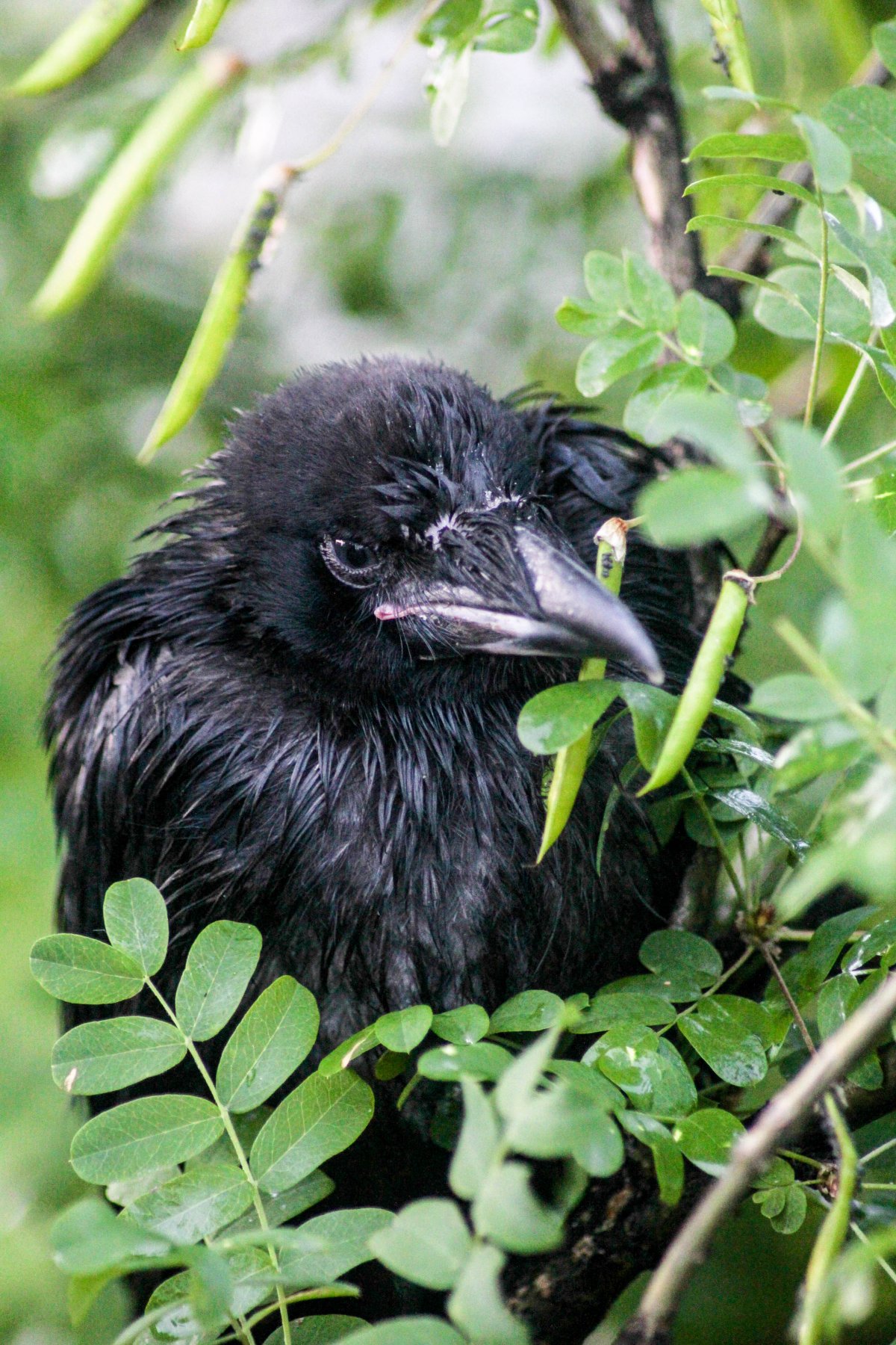 Вороненок птенец вороны