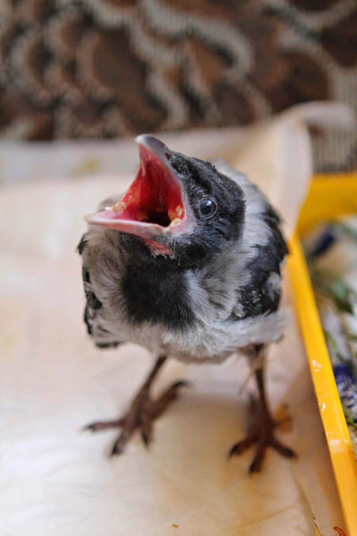 Вороненок птенец вороны