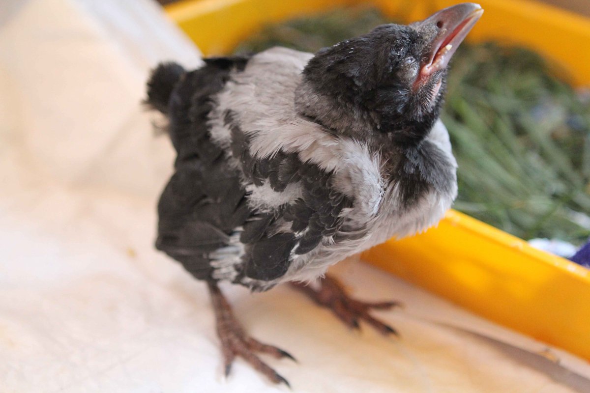 Птенец вороны