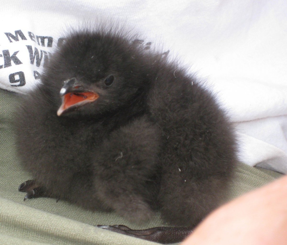 Птенец черного ворона