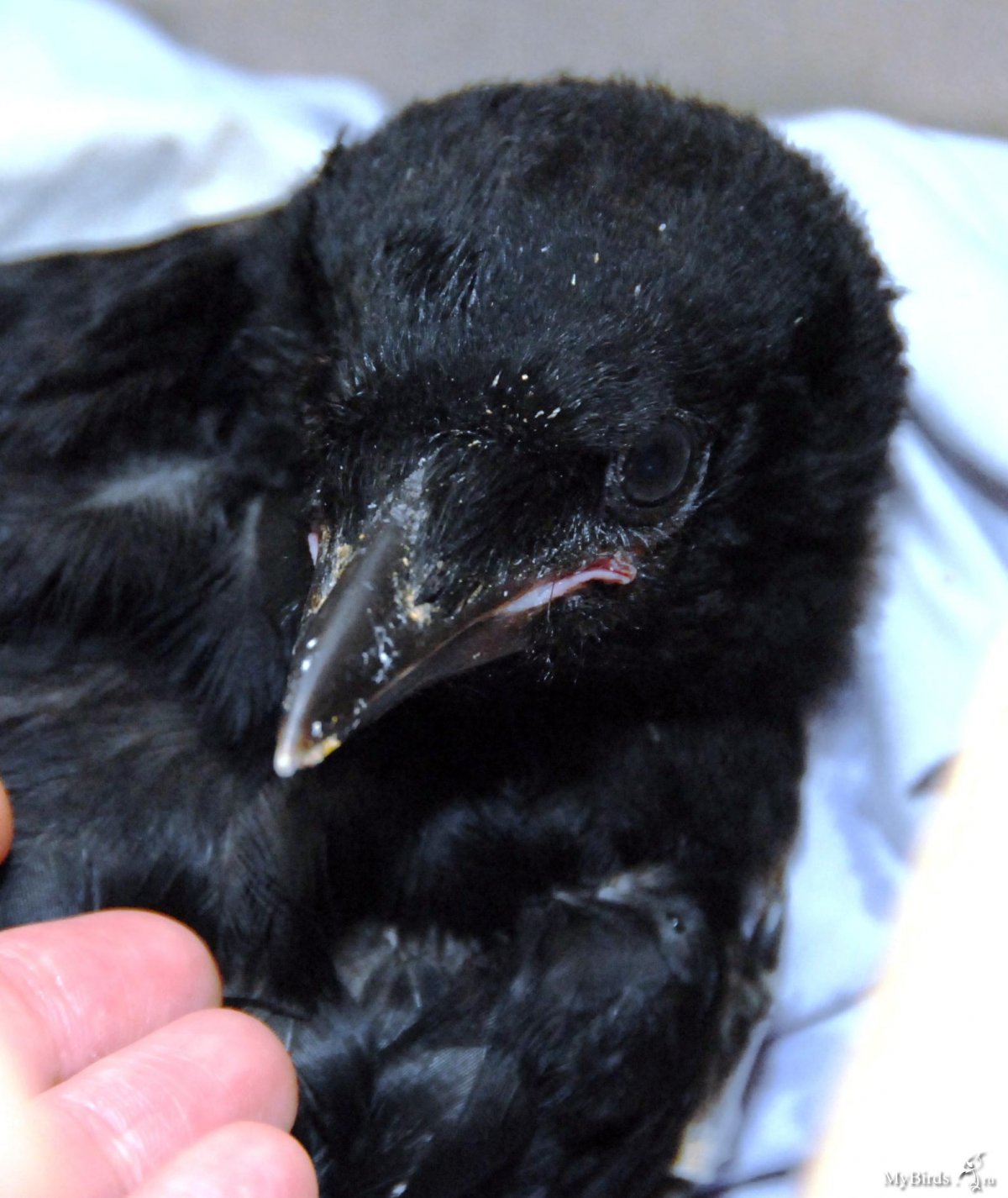 Грачонок птица птенец