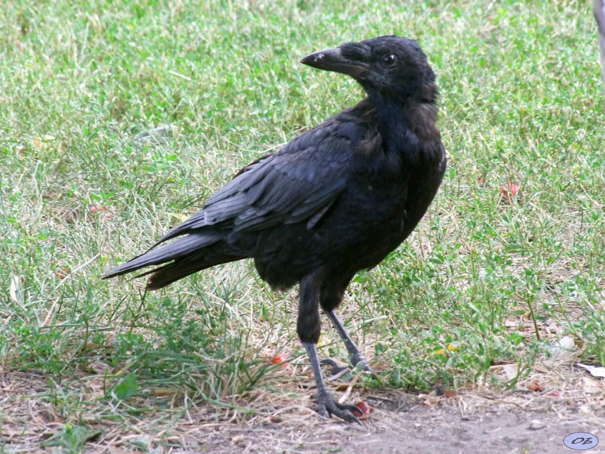 Черный вороненок
