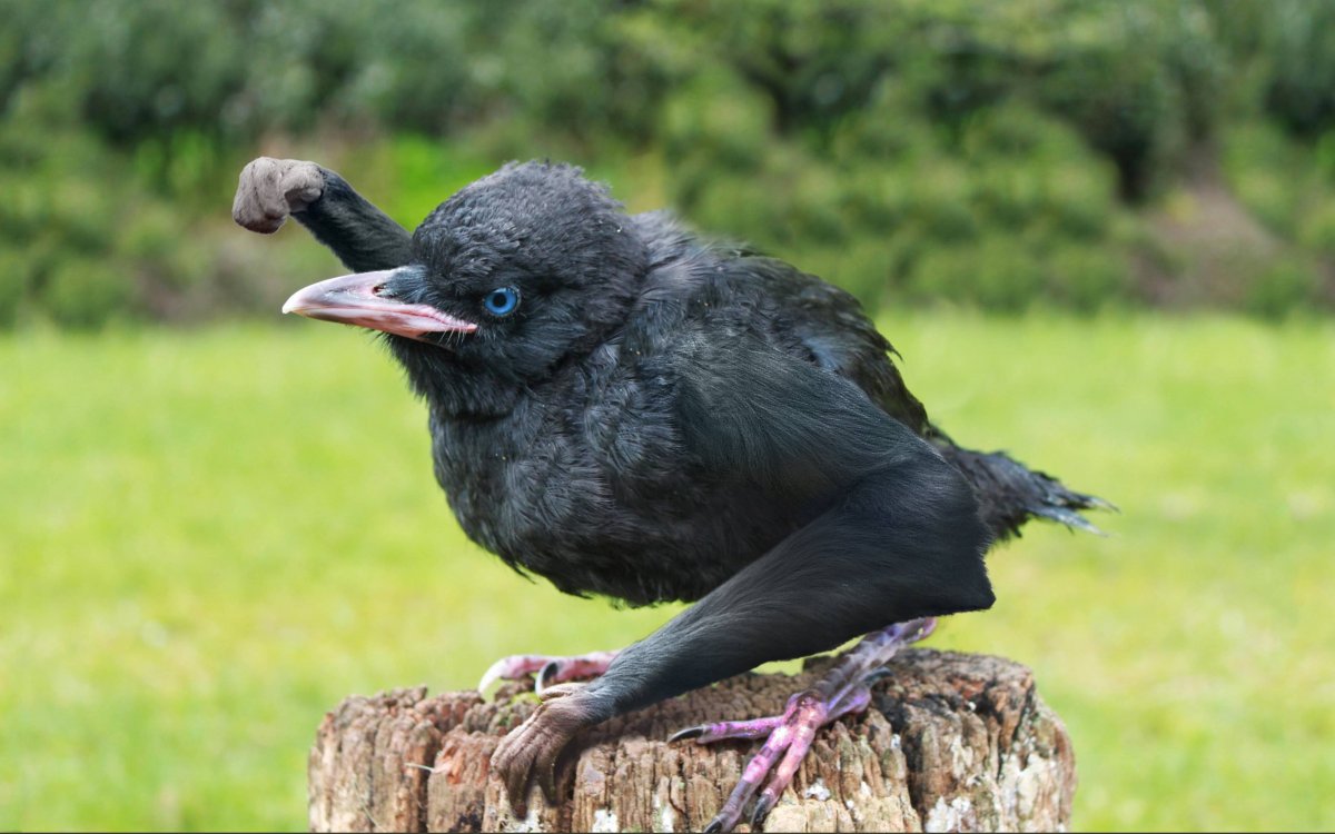 Малыш вороны