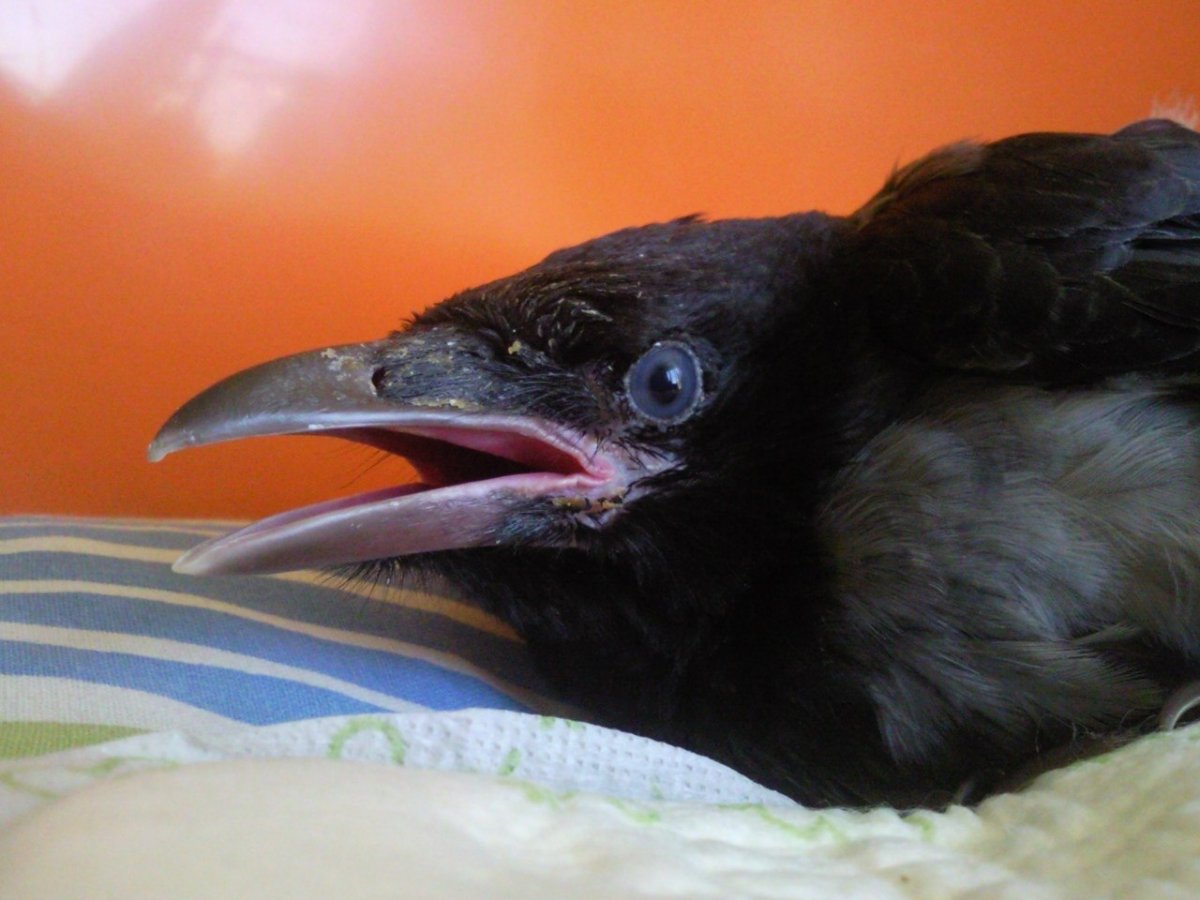 Клюв вороненка