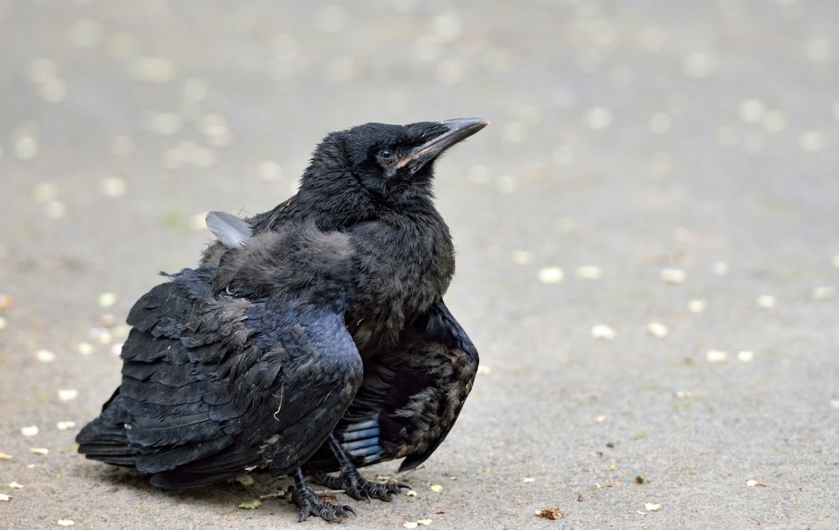 Воронёнок (птенец во́рона)