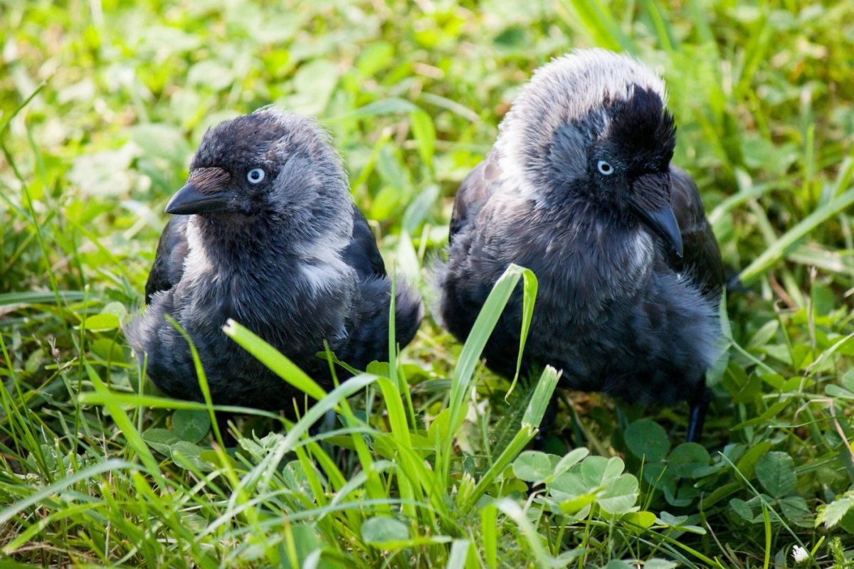 Воронёнок (птенец во́рона)