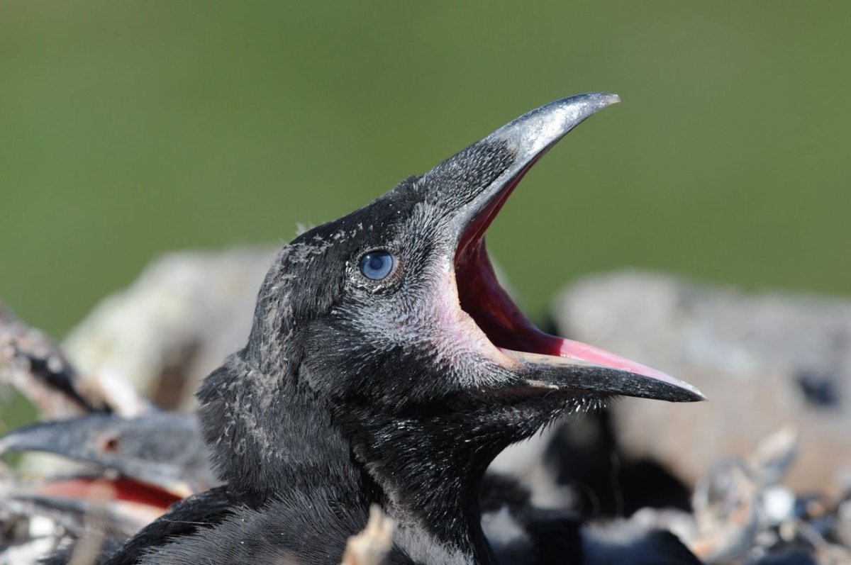 Ворон птенец