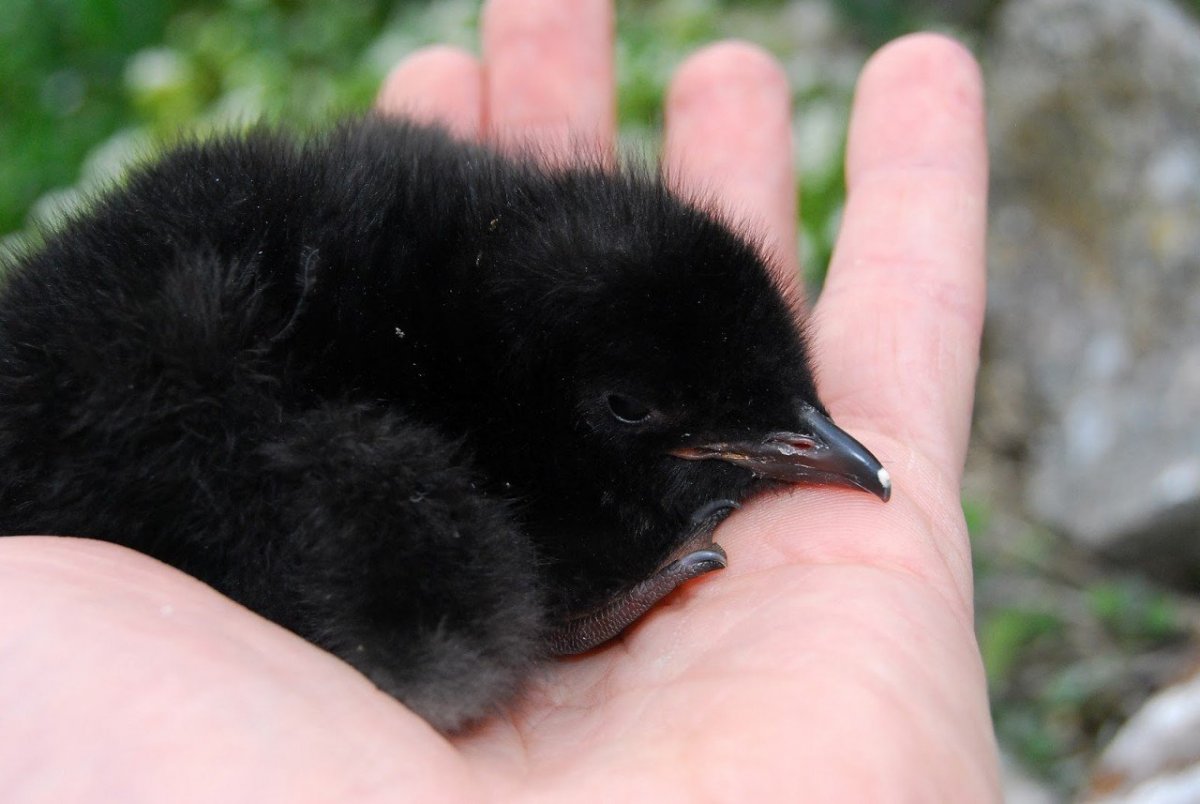 Птенец Грача