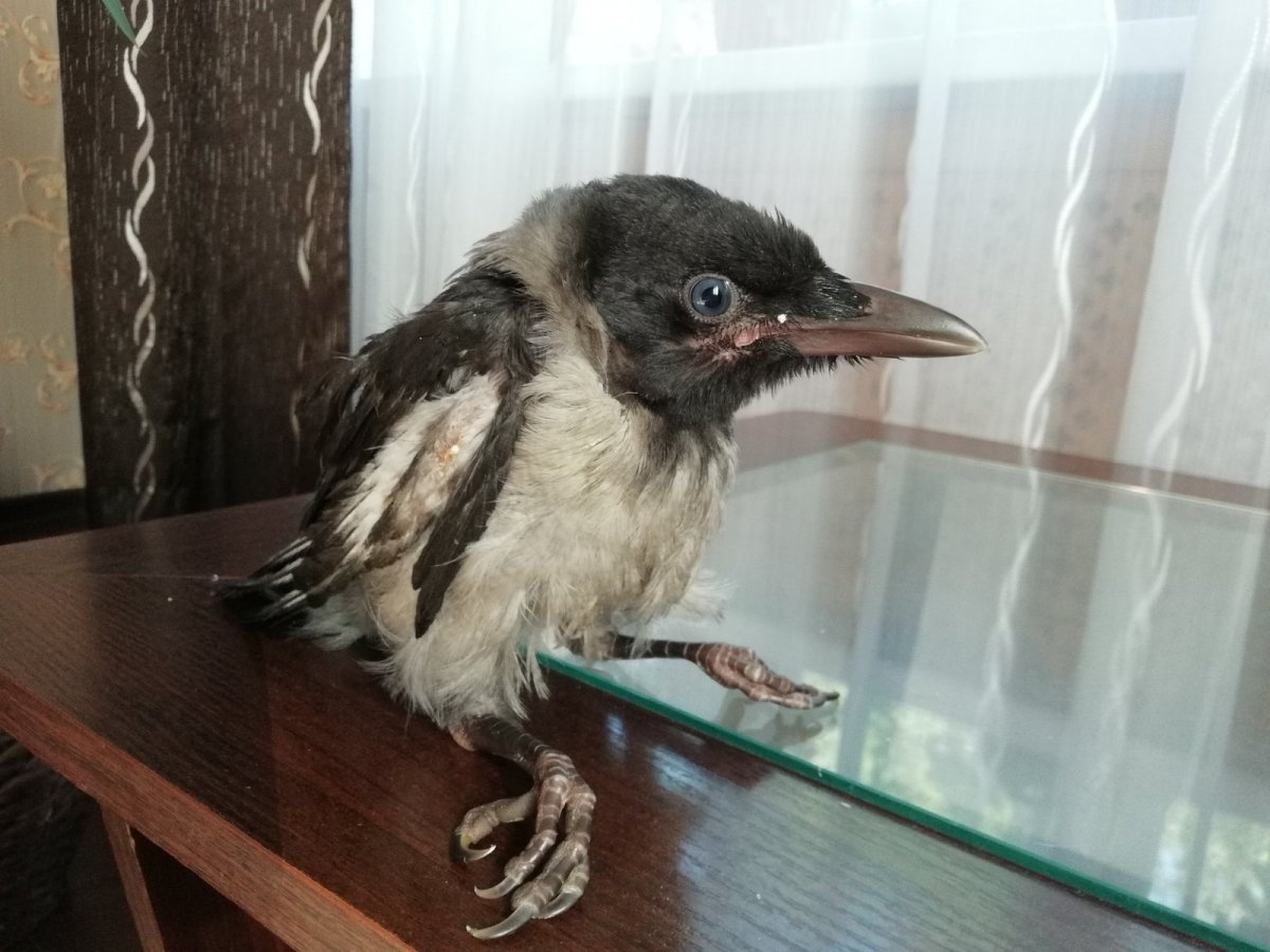 Вороний слеток