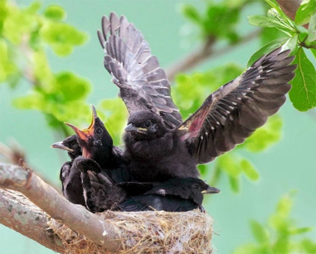 Птица с птенцами
