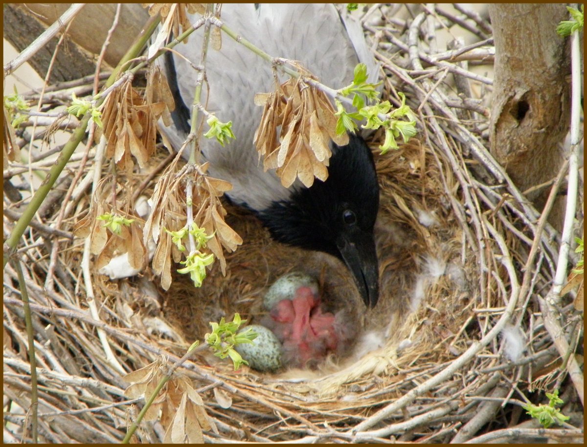 Ворона с воронятами