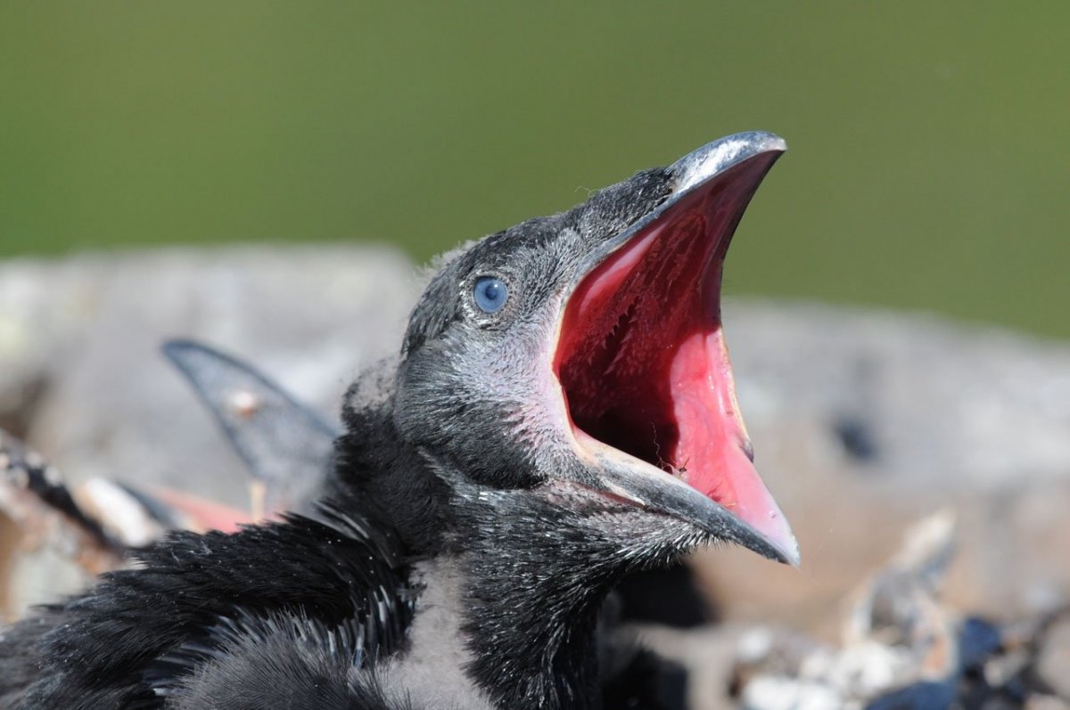 Вороний слеток