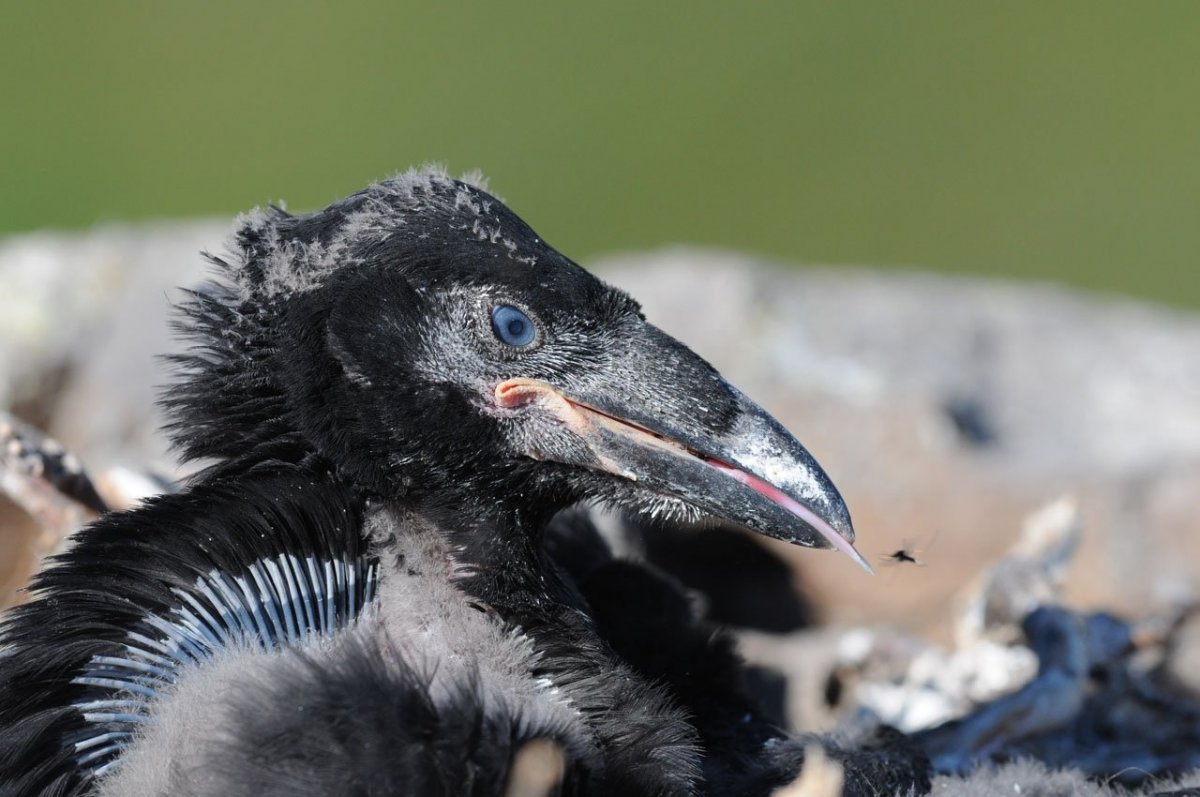 Слеток ворона