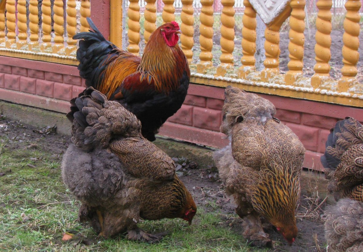 Курица Брама