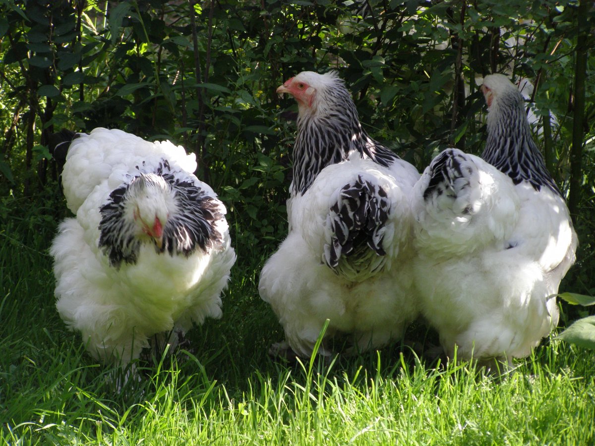 Порода кур Брама светлая цвет яиц