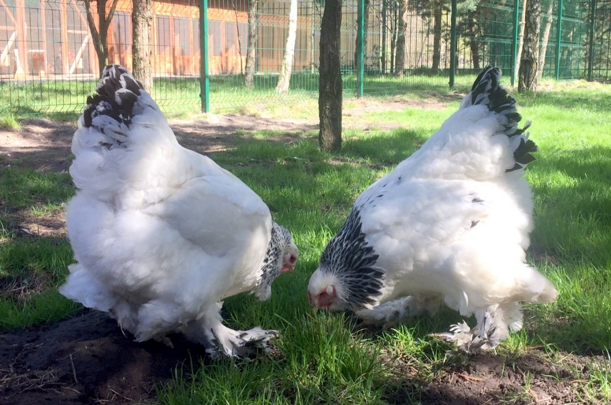 Увидеть картинку курицы это Брама