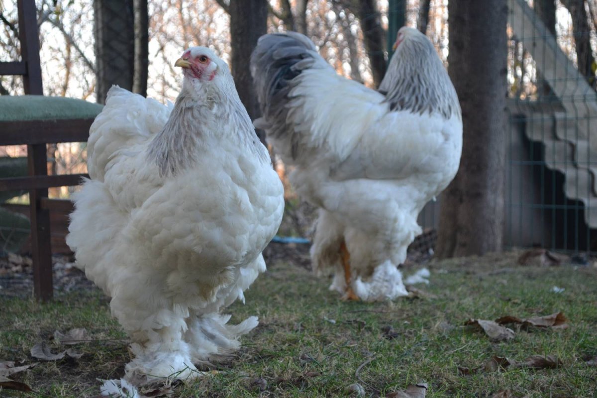 Брама колумбийская