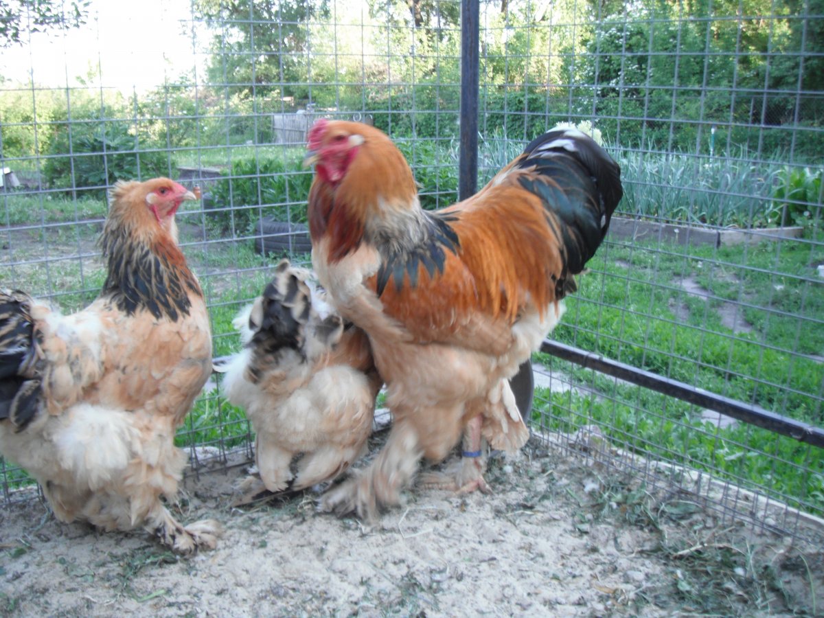 Брама тройка