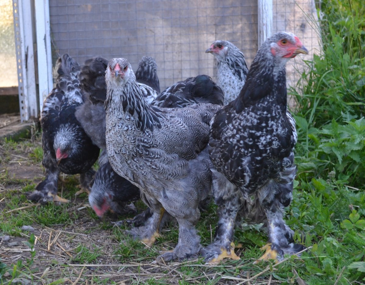 Брама темная голубоокаймленная