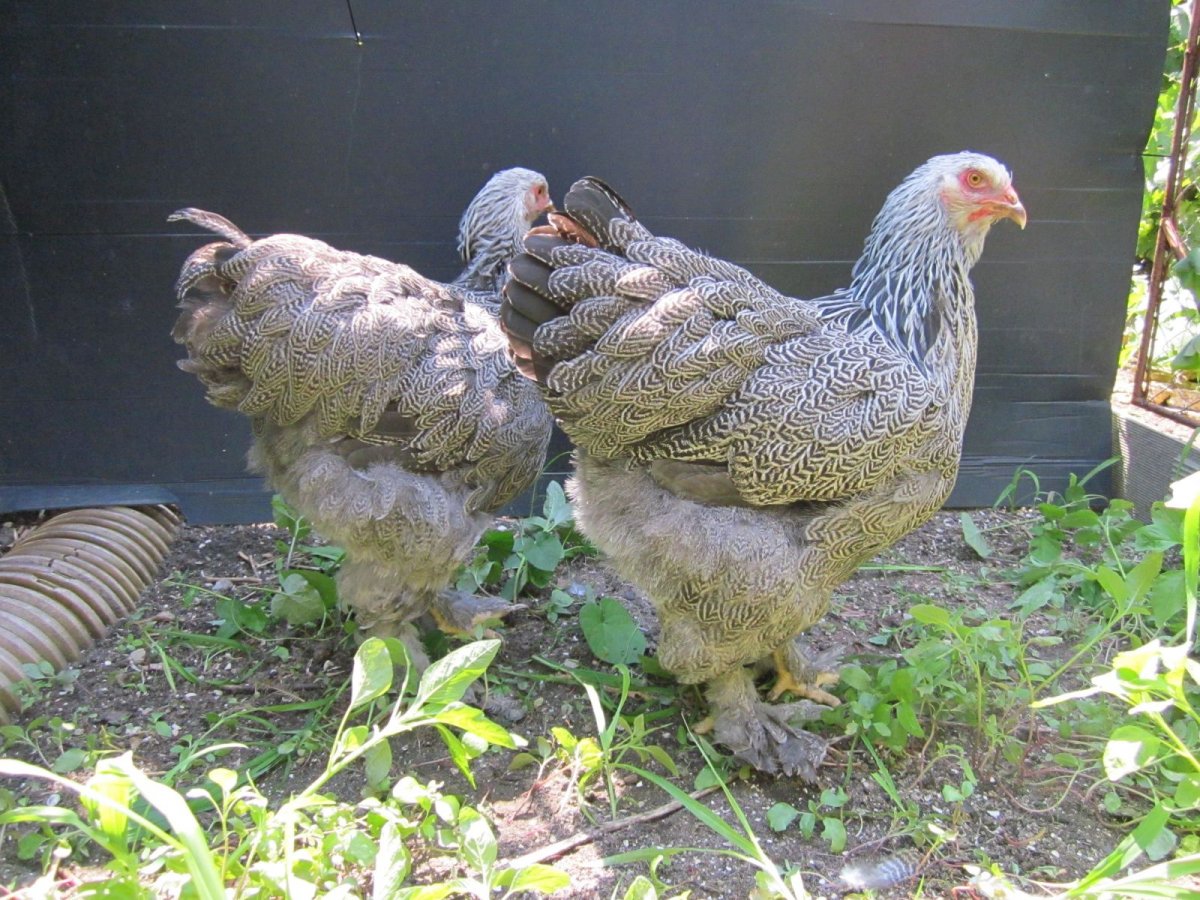 Брама светлая куропатчатая