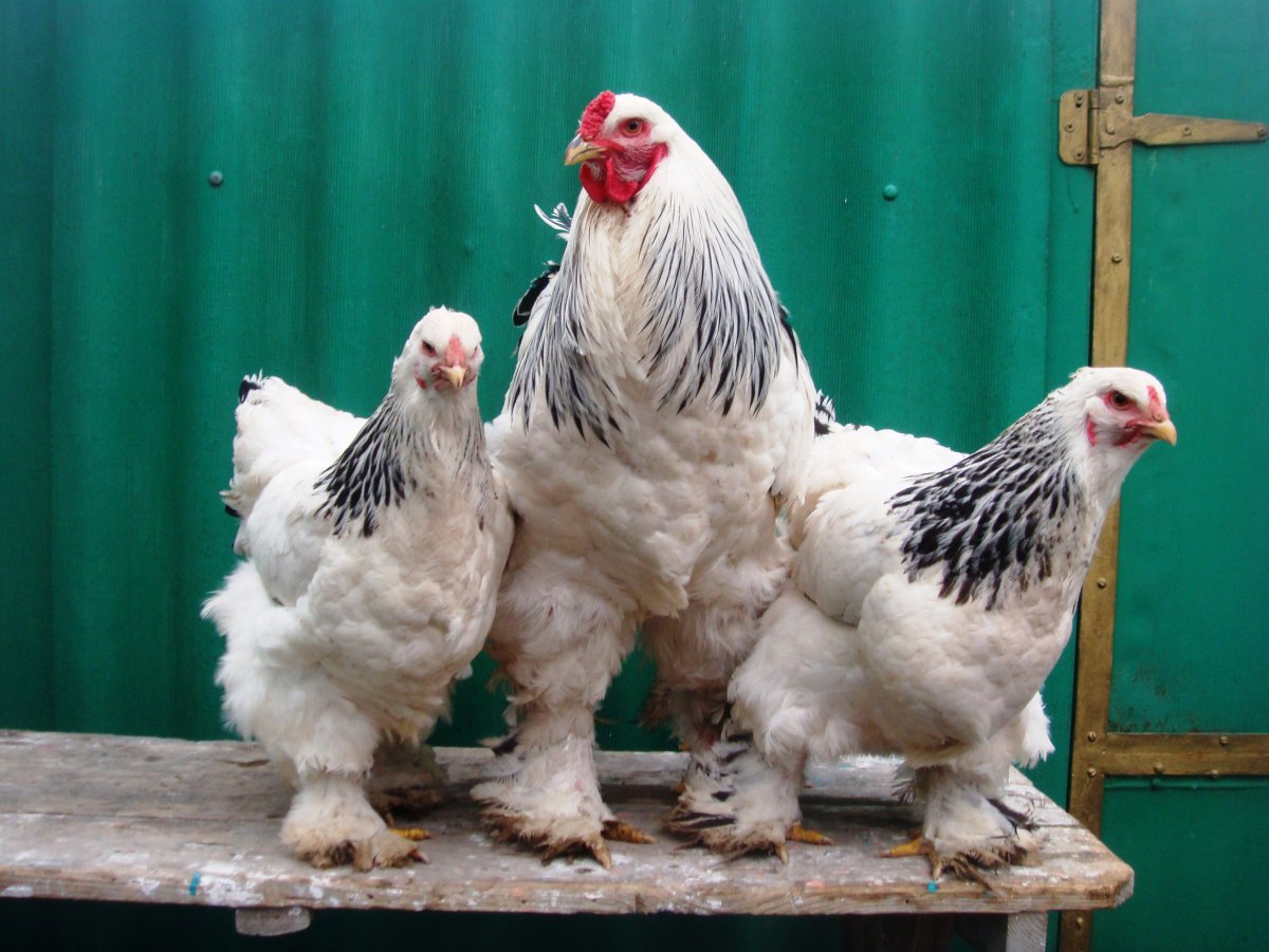 Брама светлая куропатчатая