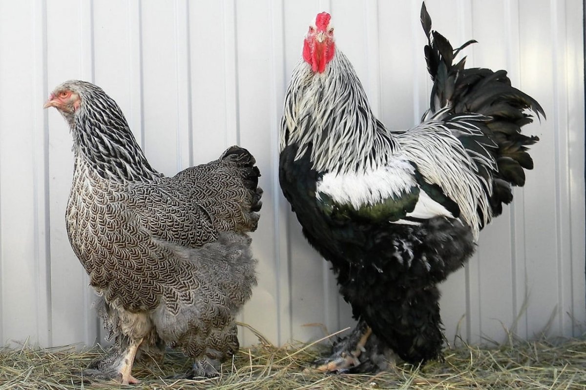 Австралорп, Брама, кохинхин, Маран