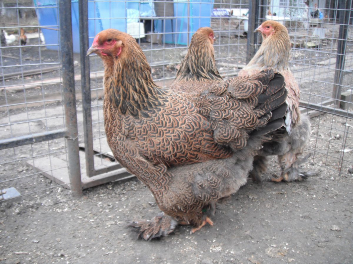 Брама светлая куропатчатая