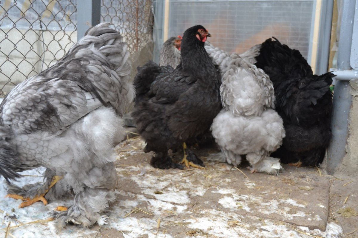 Куры Брама цыплята